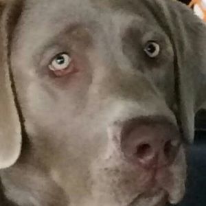 Meet your Posher, Rachel